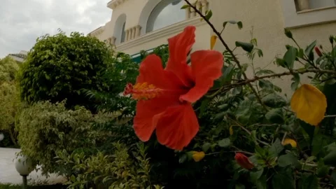 Eustoma flower Video stock 242781540