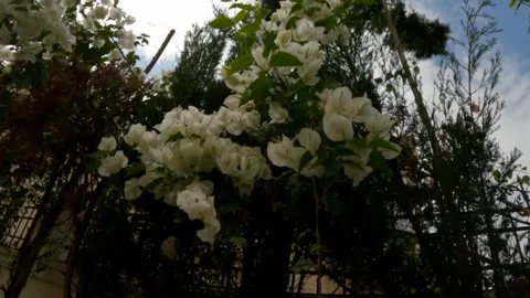 Eustoma flower Video stock 242781621