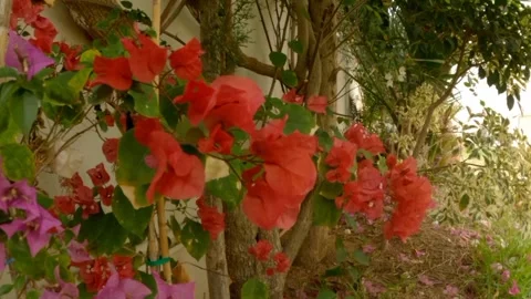 Eustoma flower Video stock 242781709