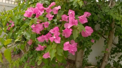 Eustoma flower Video stock 242781793