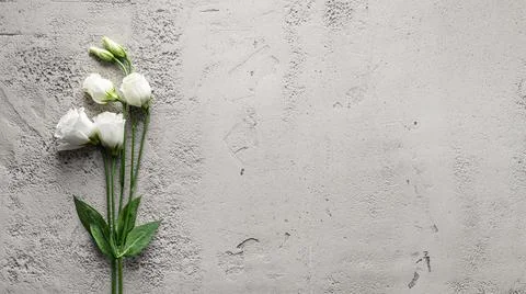 Eustoma flower on gray concrete background Stock Photos
