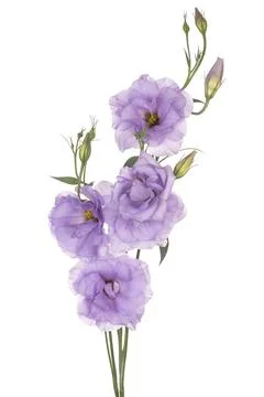 Eustoma flower isolated Stock Photos