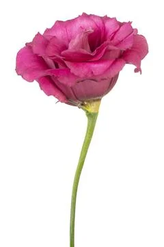 Eustoma flower isolated Foto stock