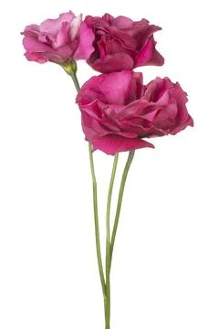 Eustoma flower isolated Foto stock