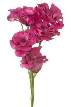 Eustoma flower isolated Stock Photos