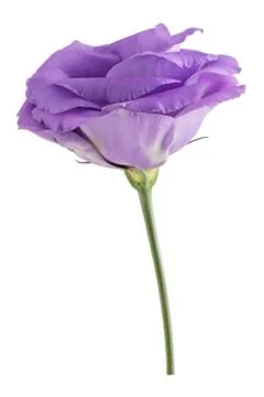 Eustoma flower isolated on white background. Foto stock