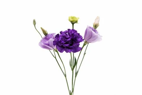 Eustoma flower Stock Photos