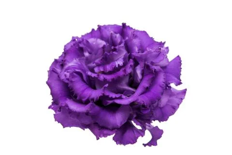 Eustoma flower Stock Photos