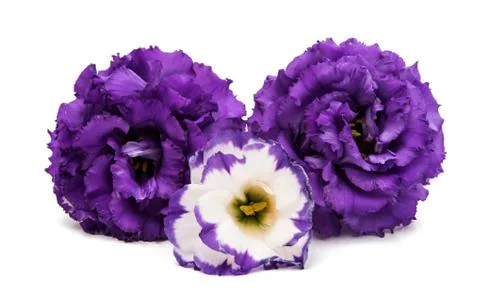 Eustoma flower Stock Photos