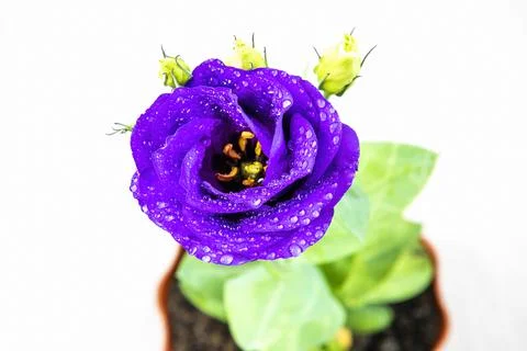 Eustoma flower on a white background. Stock Photos