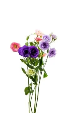Eustoma flowers isolated Stock Photos