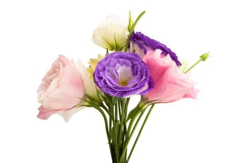 Eustoma flowers isolated Stock Photos