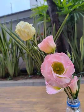 Eustoma Flowers in a Simple Vase Stock Photos