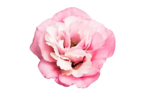 Eustoma isolated Stock Photos