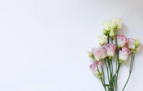 Eustoma on a light background with space for copy. Stock Photos