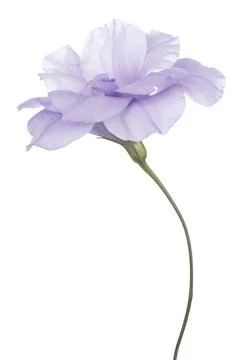 Eustoma Stock Photos