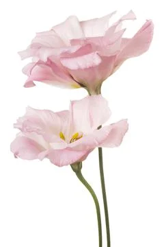 Eustoma Stock Photos