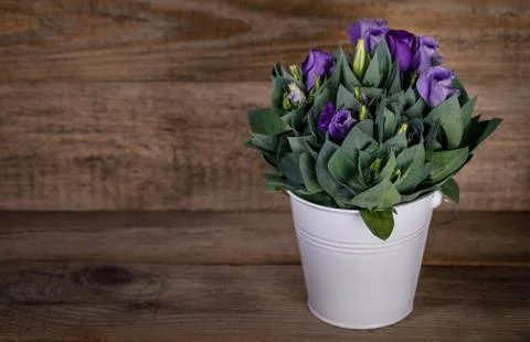 Eustoma Violet Flowers Stock Photos