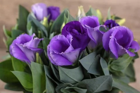 Eustoma Violet Flowers Stock Photos
