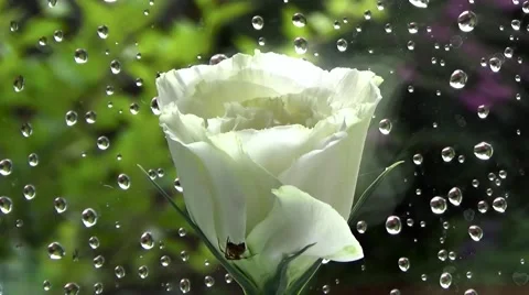 Eustoma on a white background rain. Stock Footage 53471401