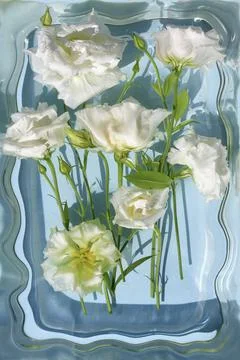 Eustoma. White Texan bell in the water. Stock Photos