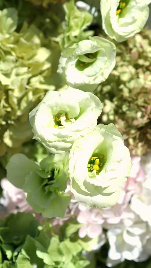 Eustoma in the wind in a wedding flower arrangement in white and green colors Stock Footage 318932771