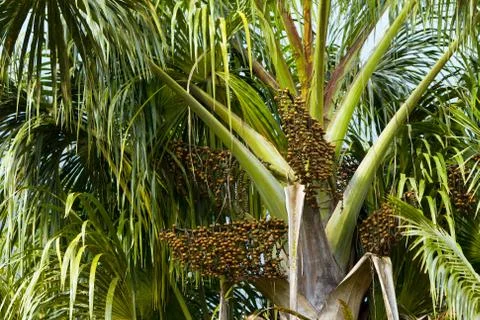 Euterpe oleracea,a palm tree species,is cultivated for its fruit and superior Stock Photos