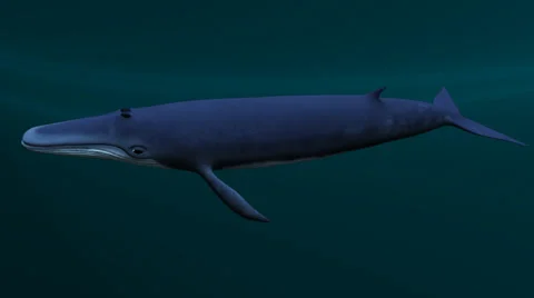 EUTHERIA - WHALE Stock Footage 43060895