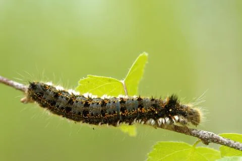 Euthrix potatoria, the drinker Stock Photos