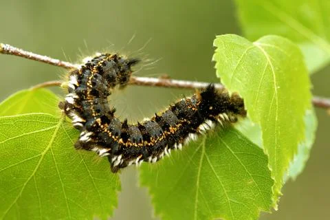 Euthrix potatoria, the drinker Stock Photos