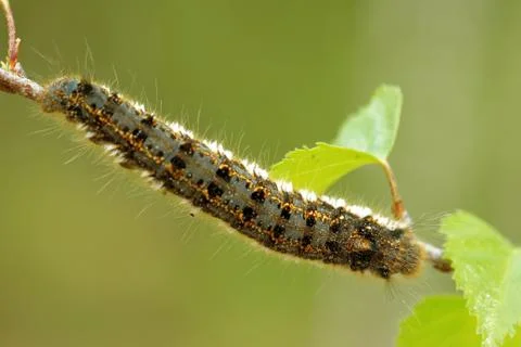 Euthrix potatoria, the drinker Stock Photos