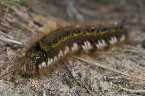 Euthrix potatoria Stock Photos