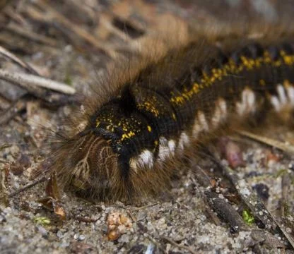 Euthrix potatoria Stock Photos
