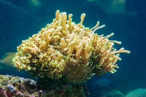 Euthyllia in nature Stock Photos