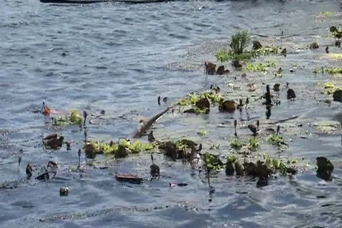 Eutrophic lake debris Stock Footage