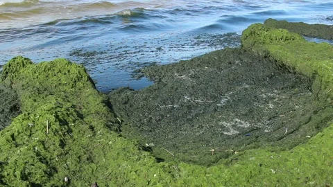 Eutrophication of the Baltic Sea 4 Stock Footage 125582766