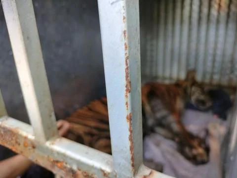 Evacuated of Sumatran Tiger Stock Photos
