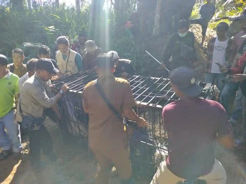 Evacuating sumatran Tiger Stock Photos