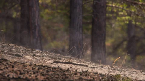 Evaporation from the ground in the forest, in spring Stock-Footage 310528892