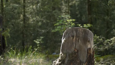 Evaporation of moisture on a stump in the forest after rain close-up, sound Stock Footage 125895385