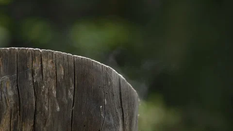 Evaporation of moisture on a stump in the forest after rain close-up, sound Stock Footage 125895426