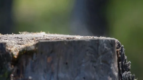 Evaporation of moisture on a stump in the forest after rain close up Stock Footage 126991771