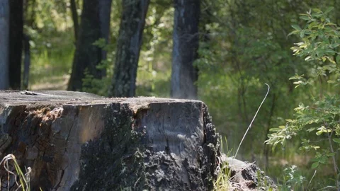 Evaporation of moisture on a stump in the forest after rain close up Stock Footage 126991947