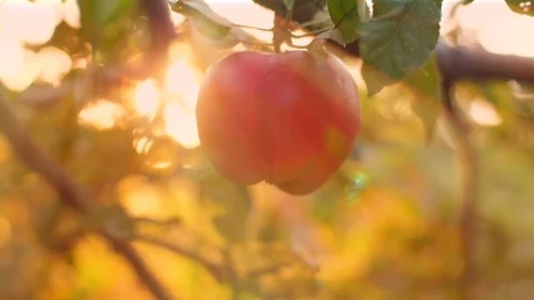 Eve Pick an Apple Stock Footage 80419300