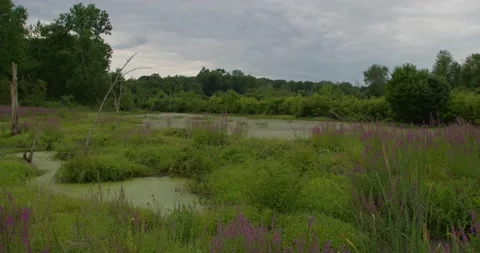 Eveing daylight swamp  Stock Footage 202290778