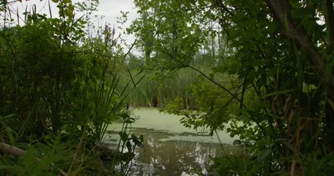 Eveing at the swamp  Stock Footage 202290740
