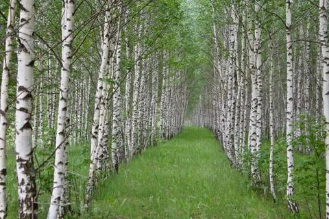 An even birch forest Stock Photos