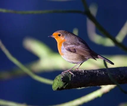 Even closer robin Stock Photos