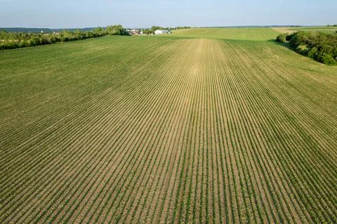 On an even field of corn, sprouts of young corn are arranged in even rows. Stock Photos