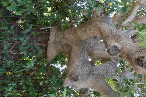 Even HaEzer Stock Photos